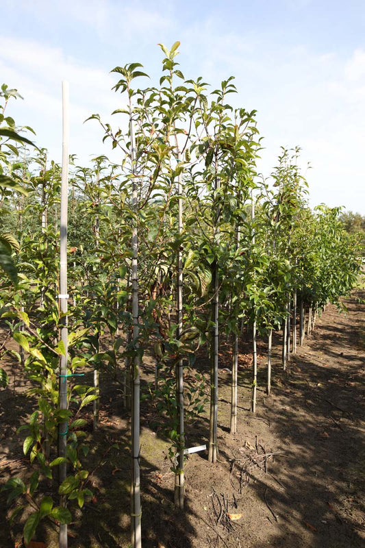 Sorbus keisslerii op stam op stam