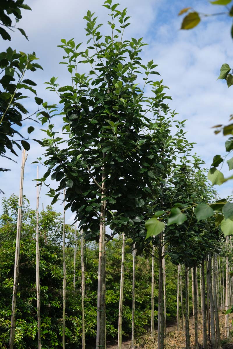 Sorbus latifolia 'Henk Vink' op stam op stam
