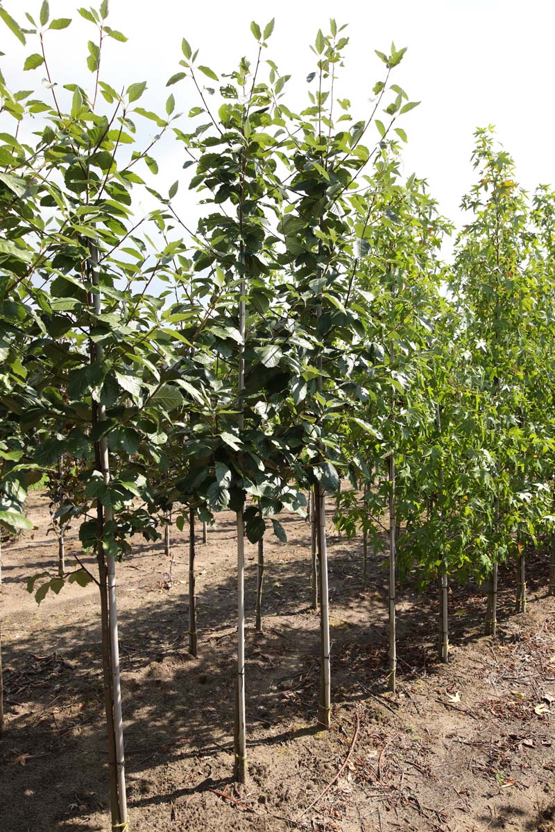 Sorbus latifolia 'Henk Vink' op stam op stam