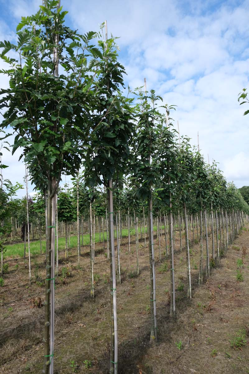 Sorbus thuringiaca 'Fastigiata' op stam op stam