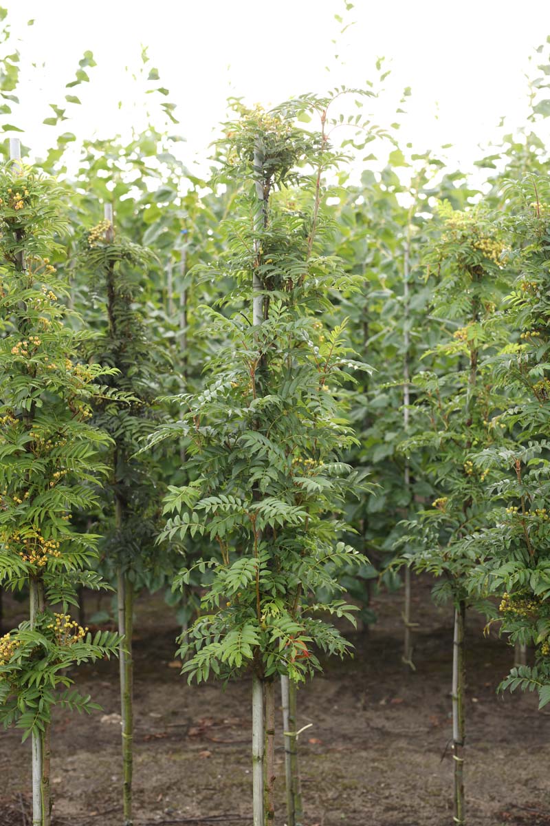 Sorbus thuringiaca 'Fastigiata' op stam op stam
