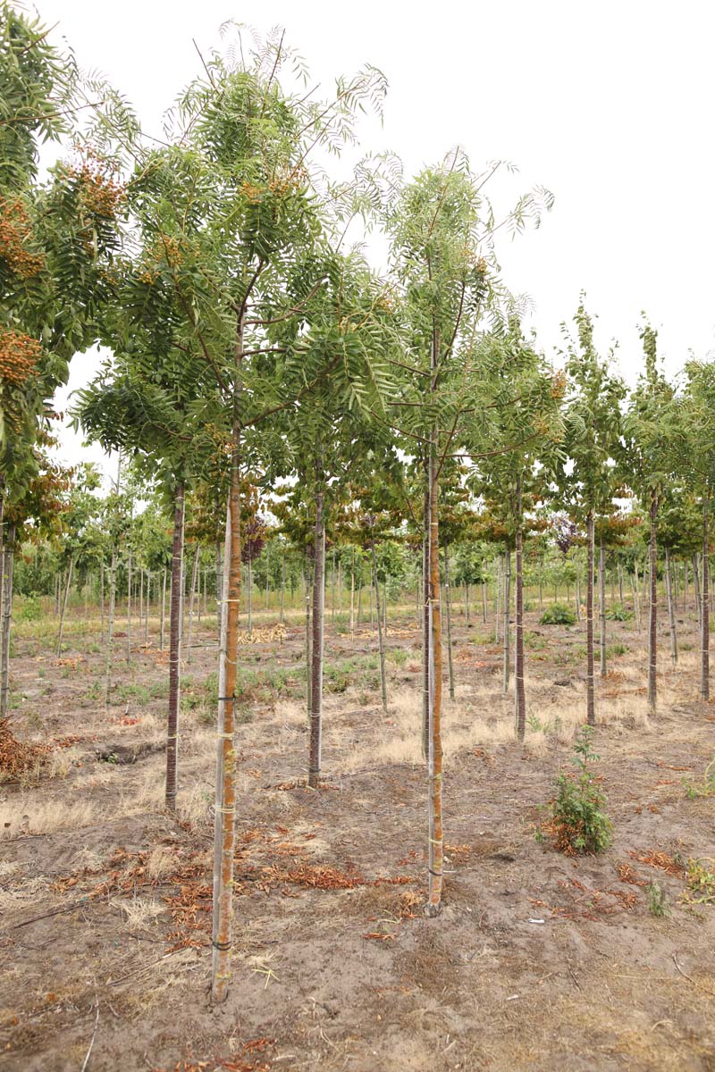 Sorbus 'Dodong' op stam op stam