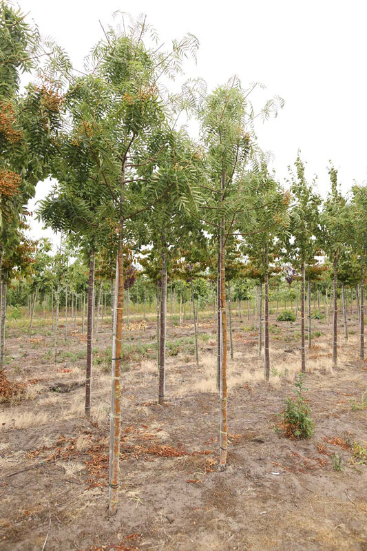 Sorbus 'Dodong' op stam op stam