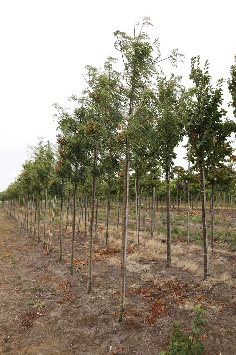 Sorbus 'Dodong' op stam op stam