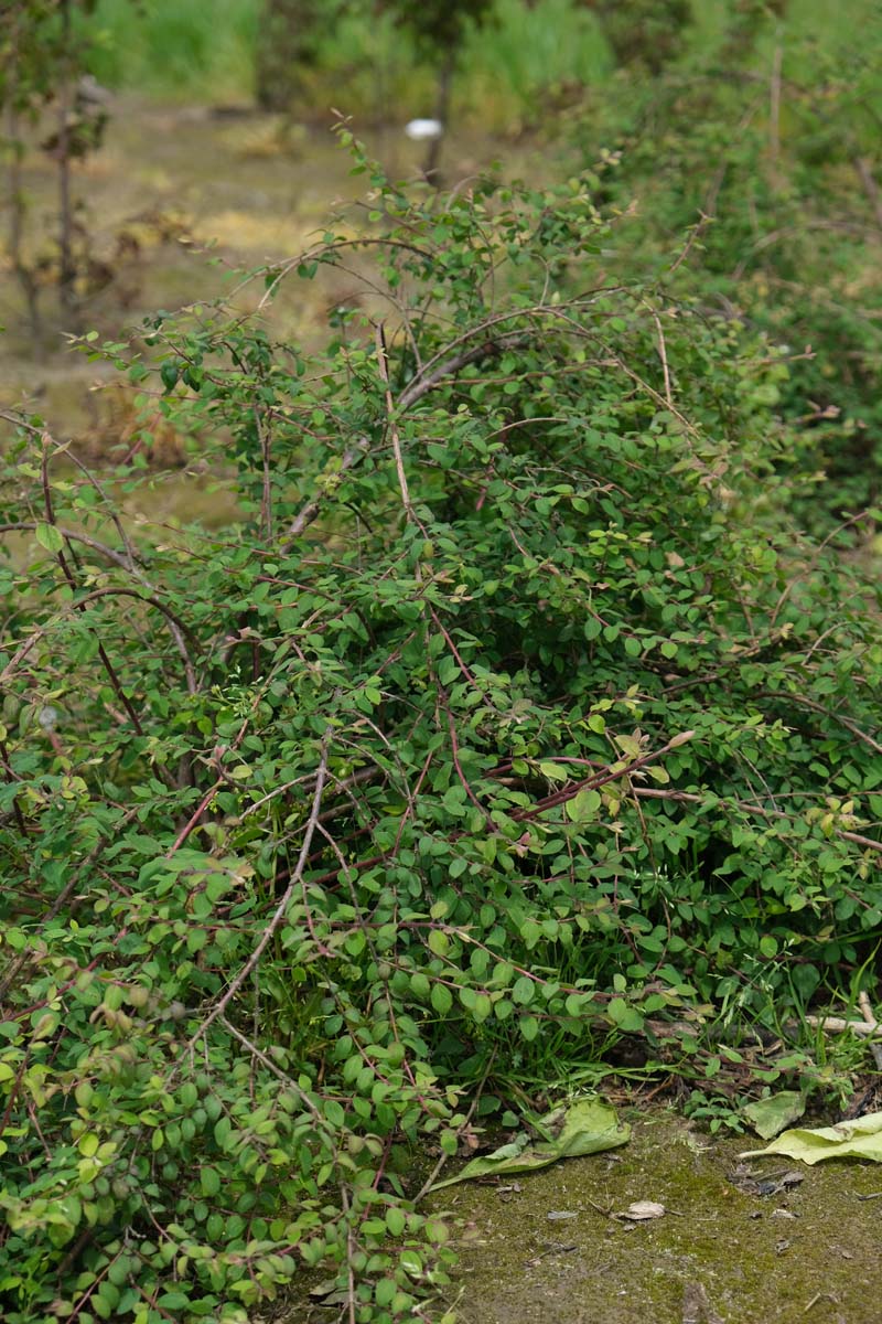 Symphoricarpos chenaultii 'Hancock' Tuinplanten struik