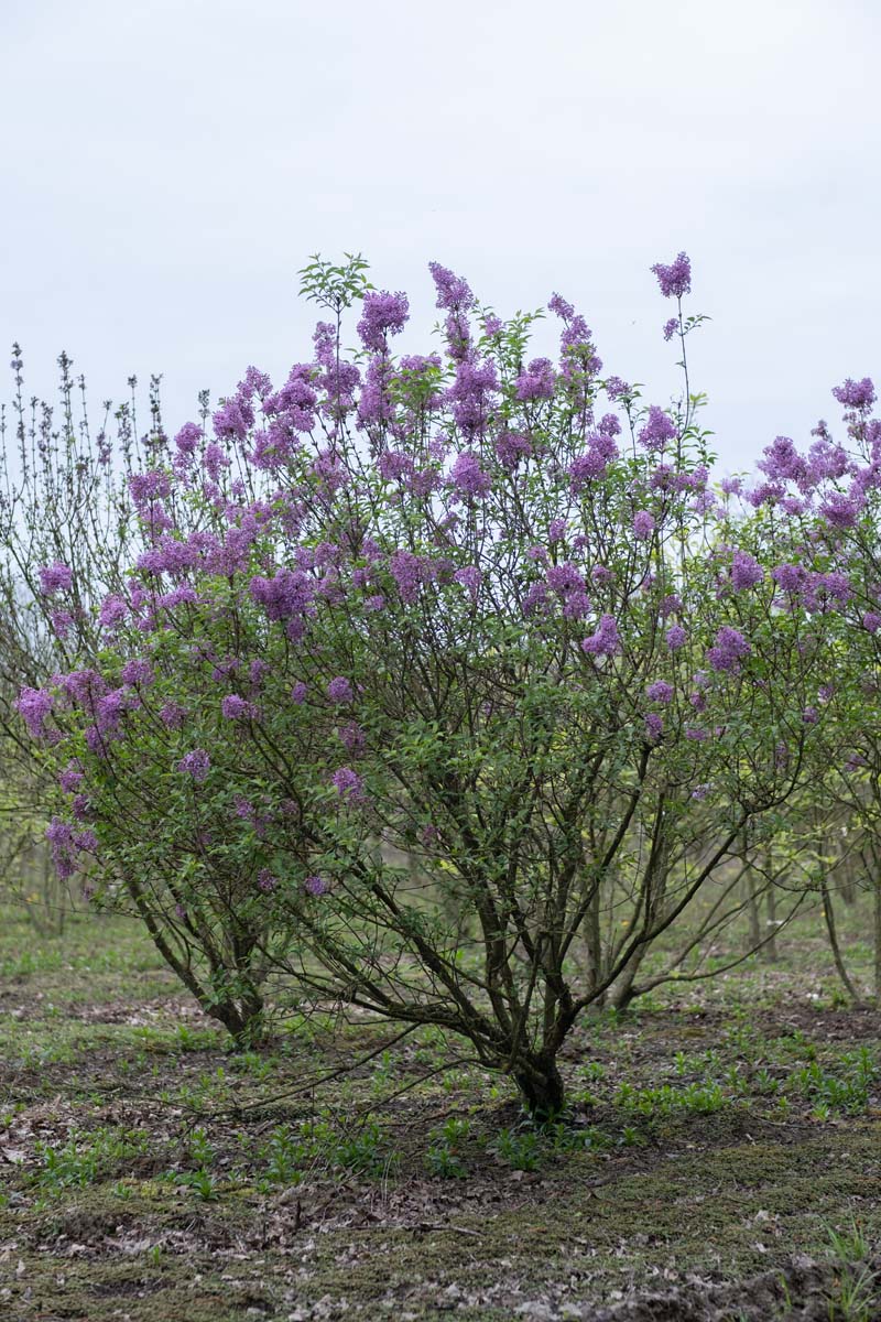 Syringa chinensis 'Saugeana' meerstammig / struik struik