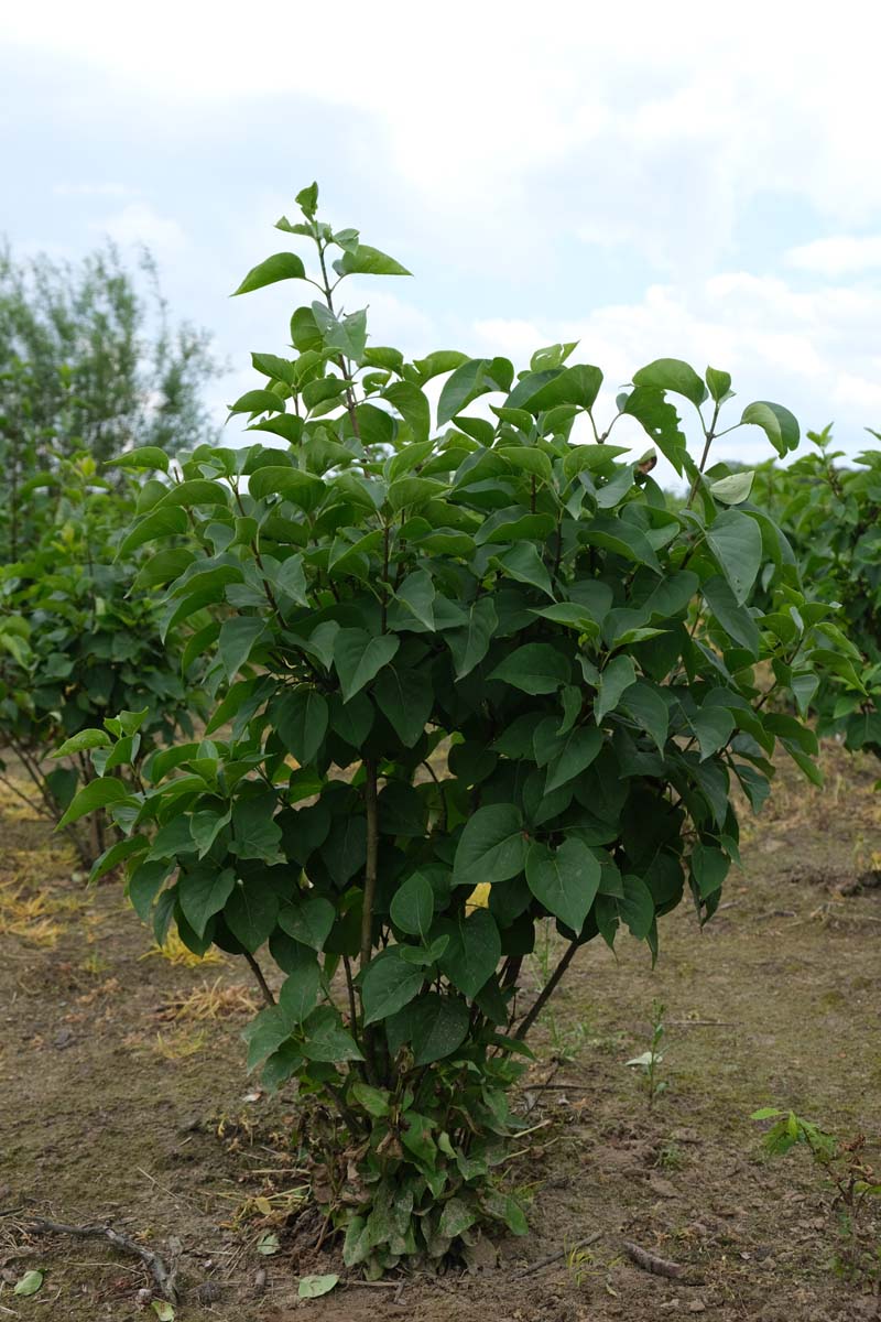 Syringa vulgaris meerstammig / struik struik