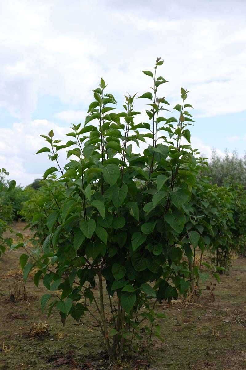 Syringa vulgaris meerstammig / struik struik