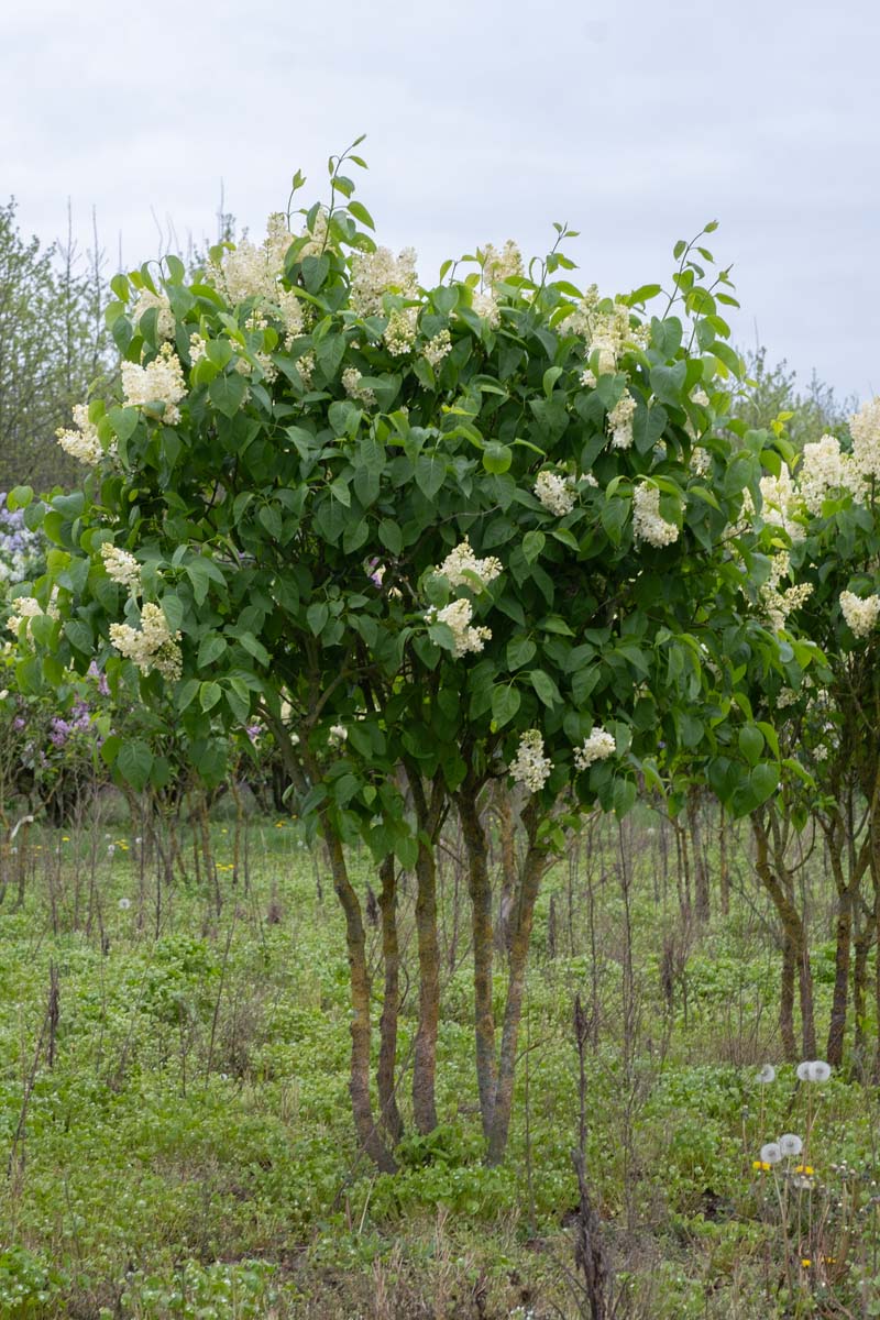 Syringa vulgaris 'Primrose' meerstammig / struik struik