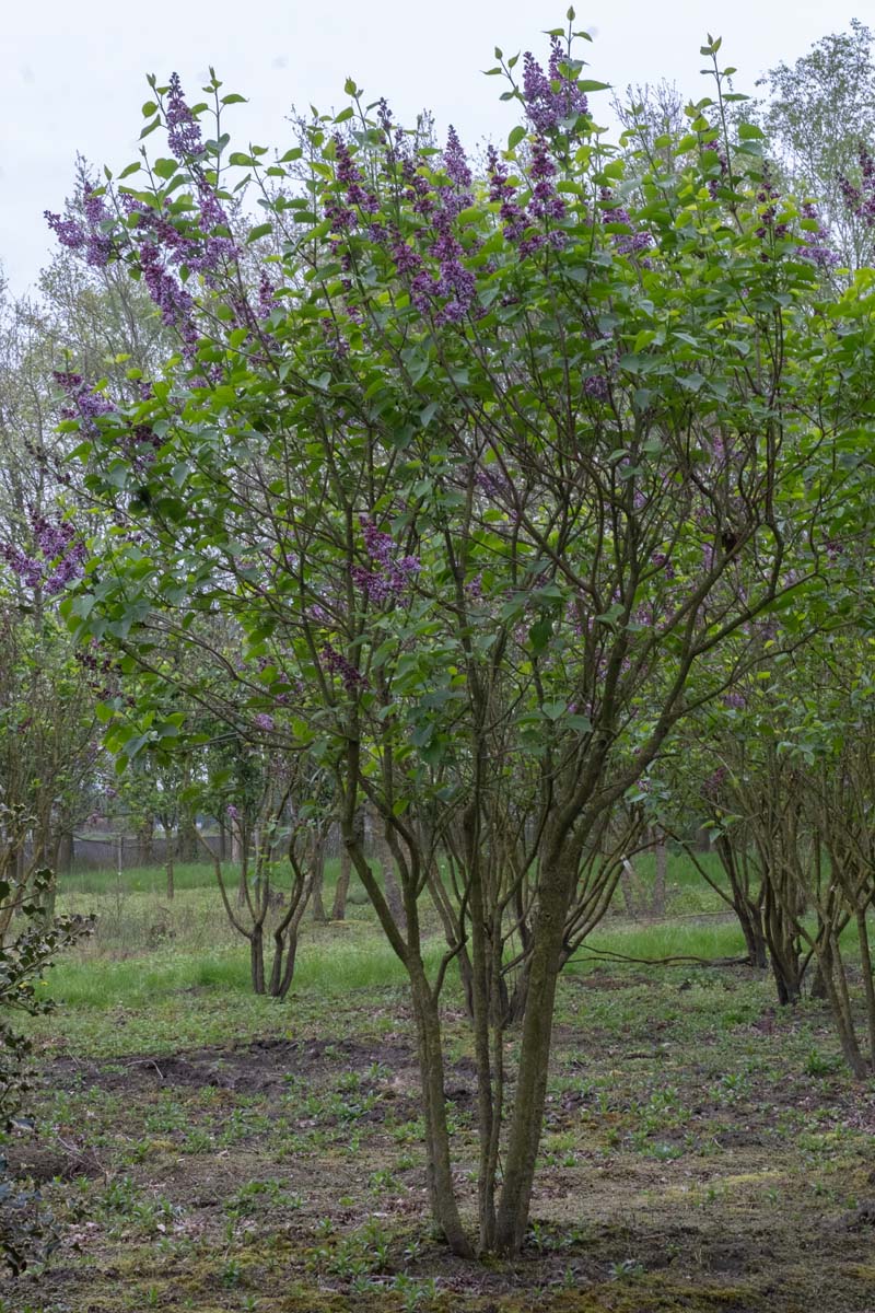 Syringa vulgaris 'Sensation' meerstammig / struik struik