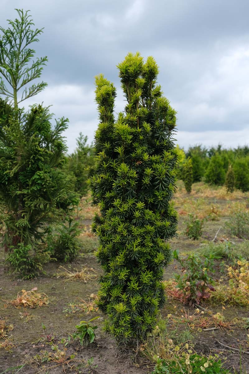 Taxus baccata 'Fastigiata Aurea' solitair