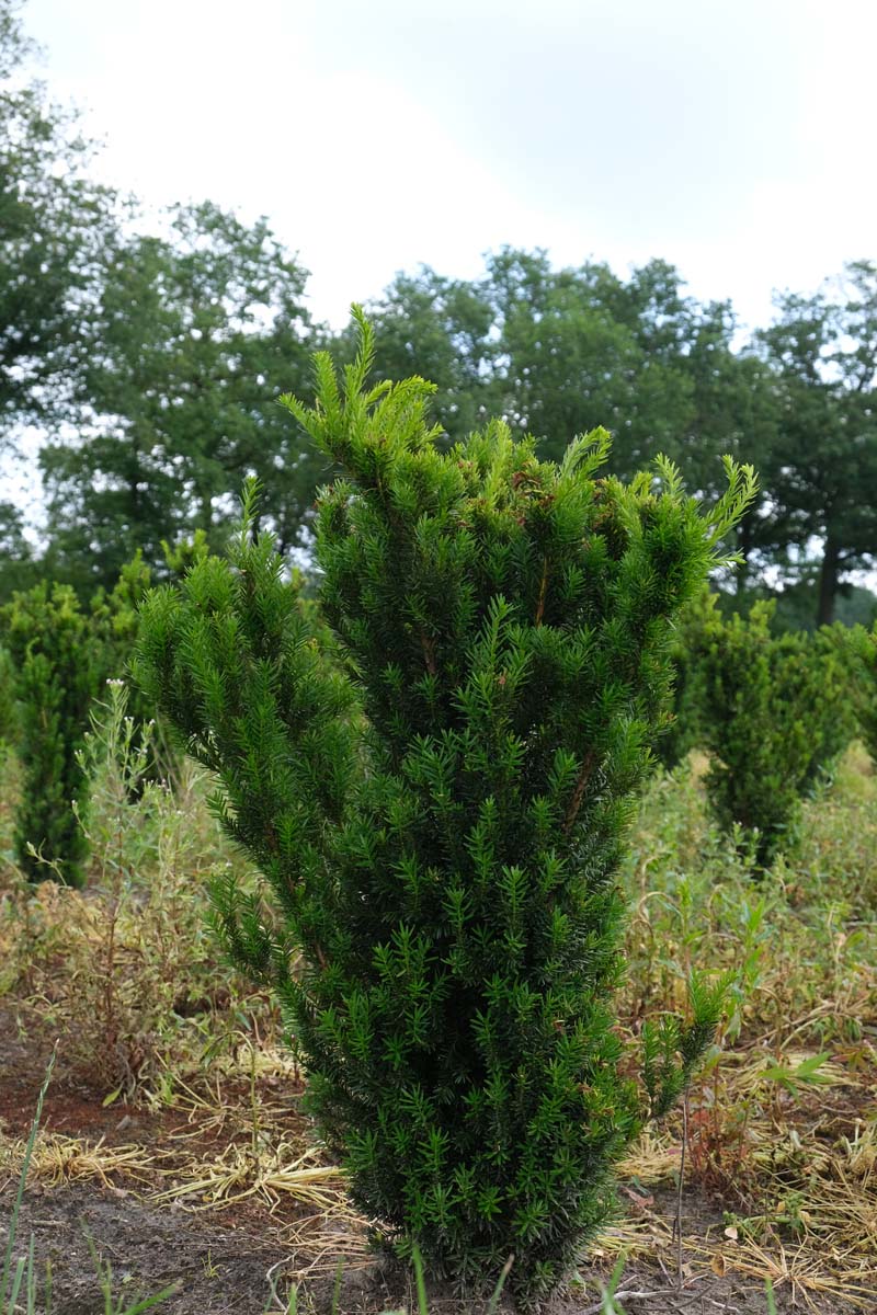 Taxus media 'Hillii' solitair