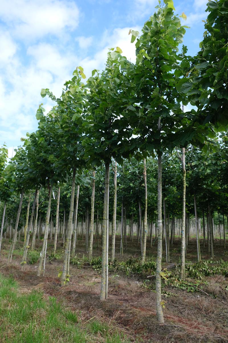 Tilia americana 'Moltkei' op stam op stam