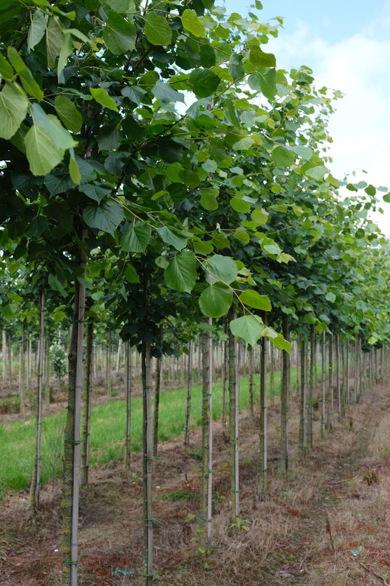 Tilia americana 'Nova' op stam op stam