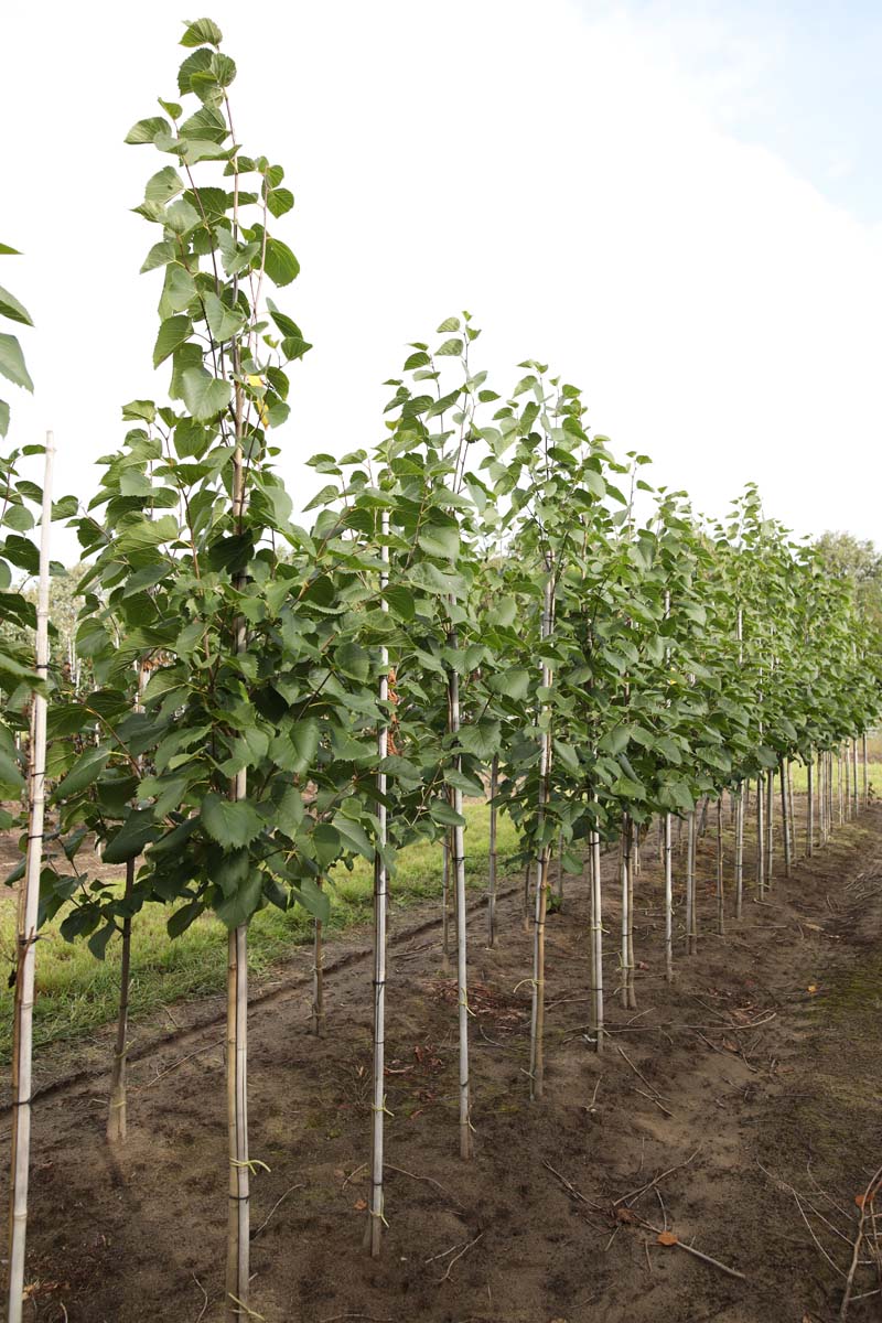 Tilia americana 'American Sentry' op stam op stam