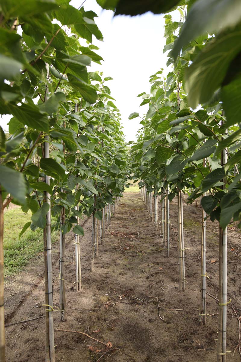 Tilia americana 'American Sentry' op stam op stam