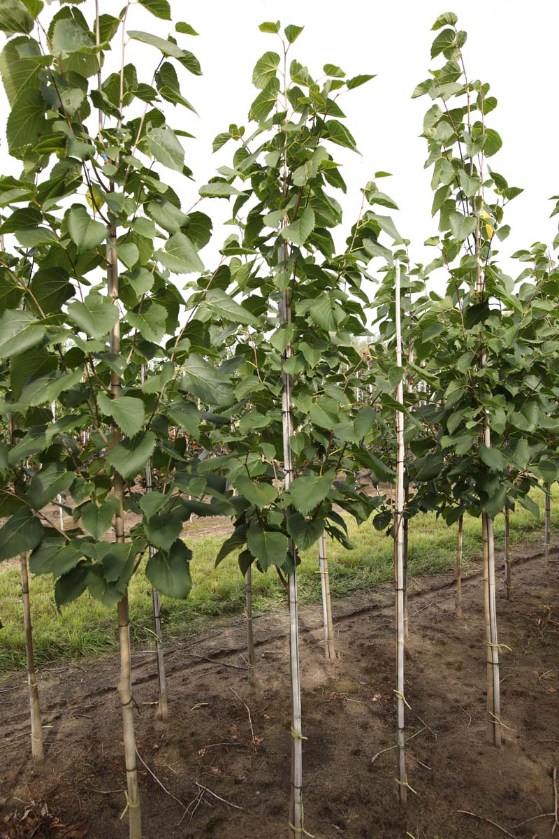 Tilia americana 'American Sentry' op stam op stam