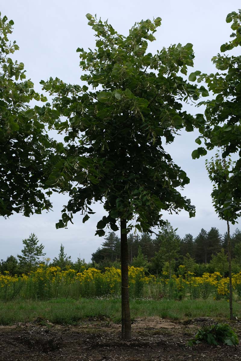 Tilia americana 'Moltkei' op stam op stam