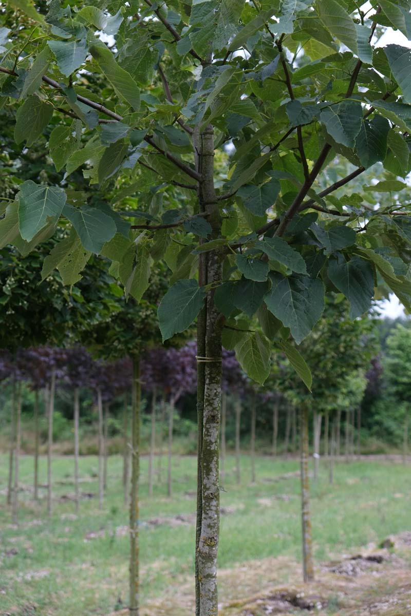 Tilia americana 'Neglect' op stam op stam