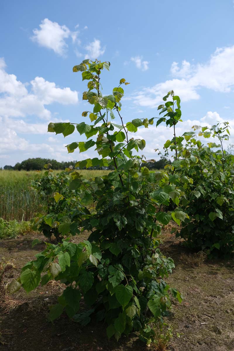 Tilia cordata meerstammig / struik meerstammig