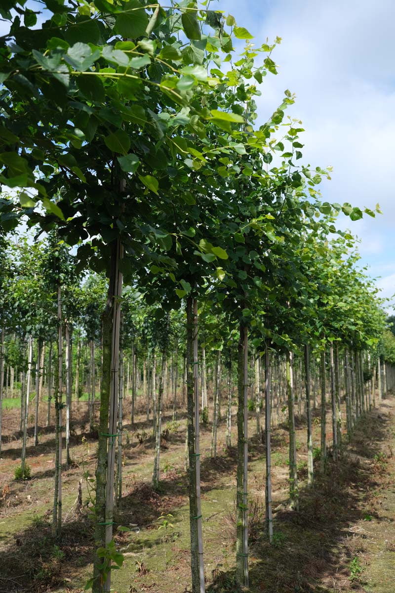 Tilia cordata 'Roelvo' op stam op stam