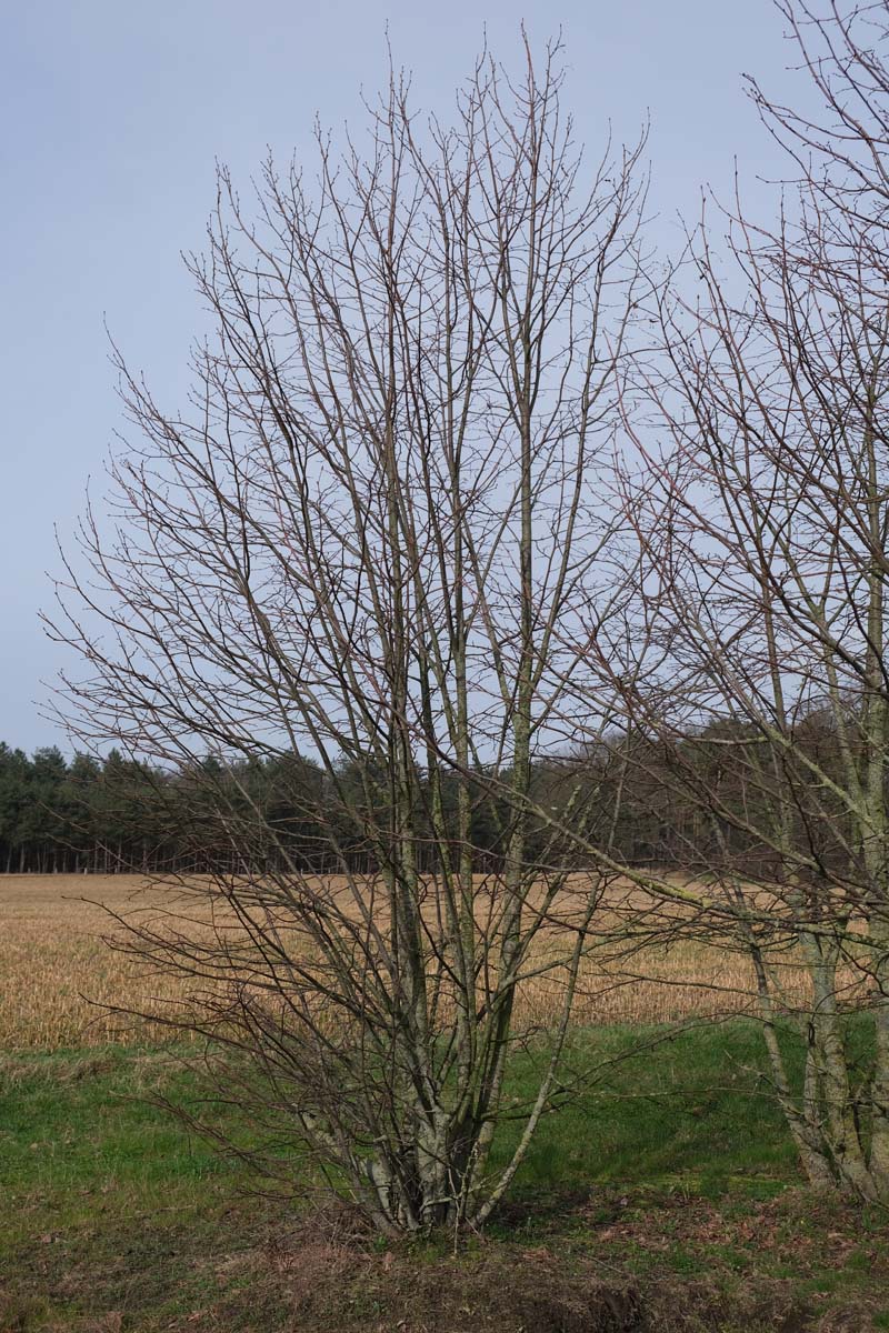 Tilia cordata meerstammig / struik meerstammig