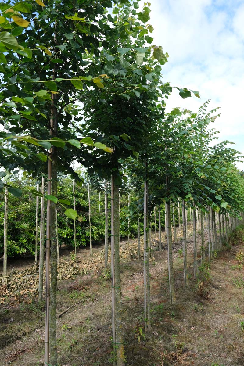 Tilia cordata 'Böhlje' op stam op stam