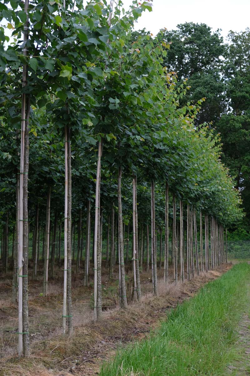 Tilia cordata 'Greenspire' op stam op stam