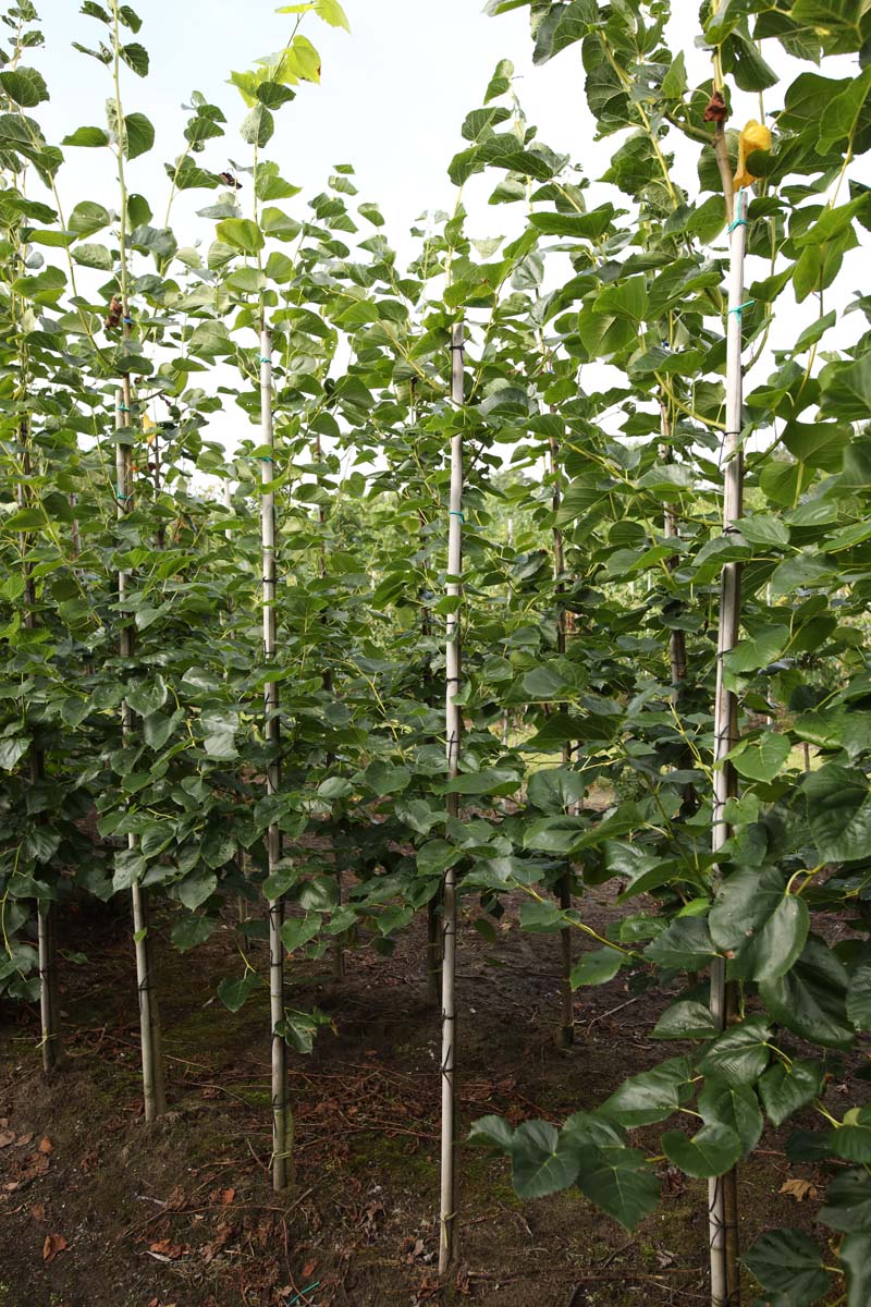 Tilia europaea 'Euchlora' op stam op stam