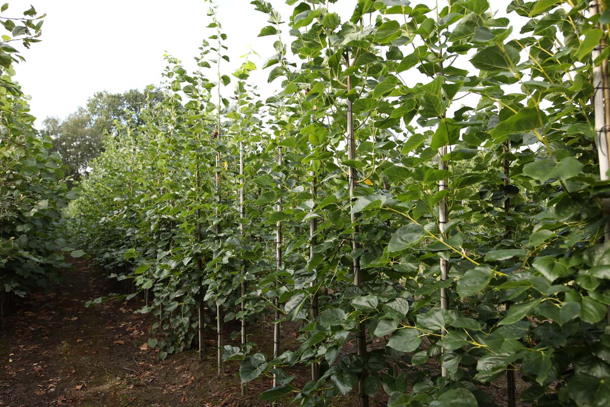 Tilia europaea 'Euchlora' op stam op stam