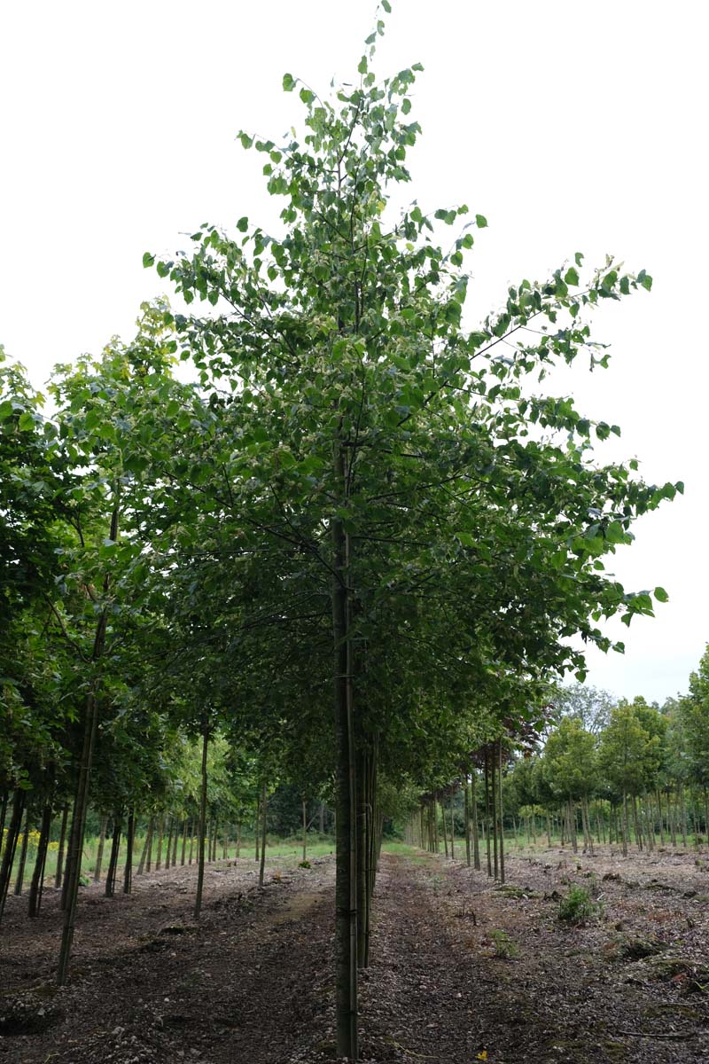 Tilia europaea op stam op stam