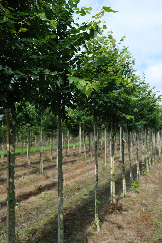 Tilia mongolica 'Buda' op stam op stam