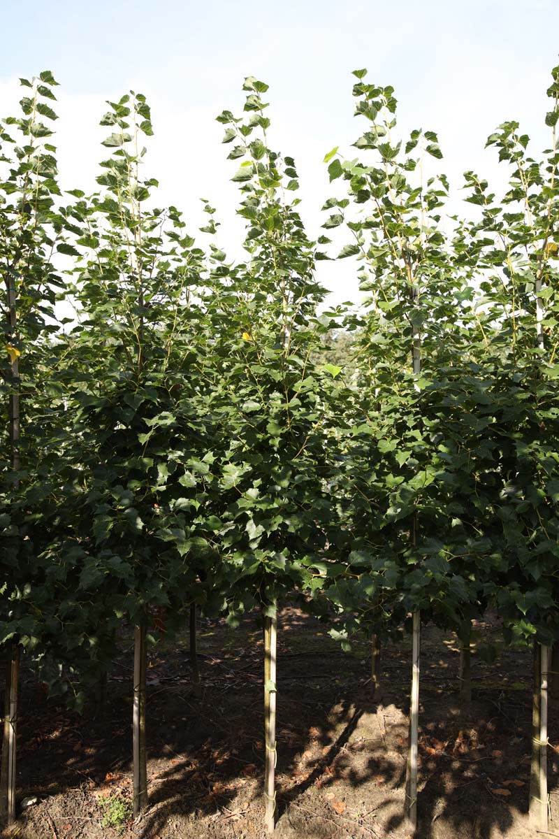 Tilia mongolica 'Buda' op stam op stam