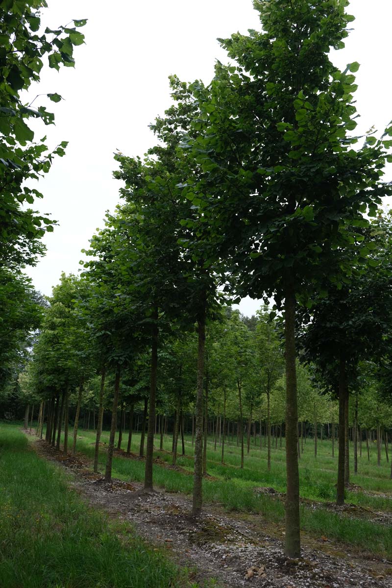 Tilia platyphyllos op stam op stam