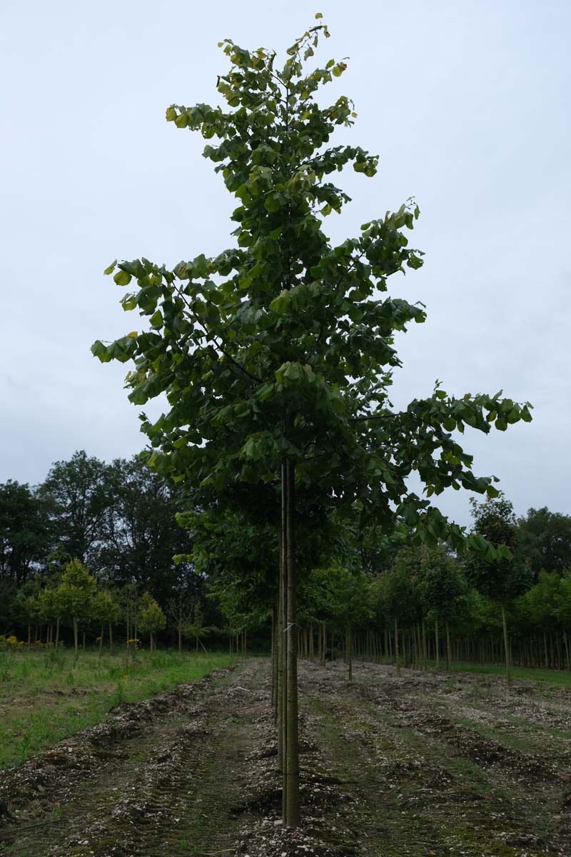 Tilia platyphyllos op stam op stam