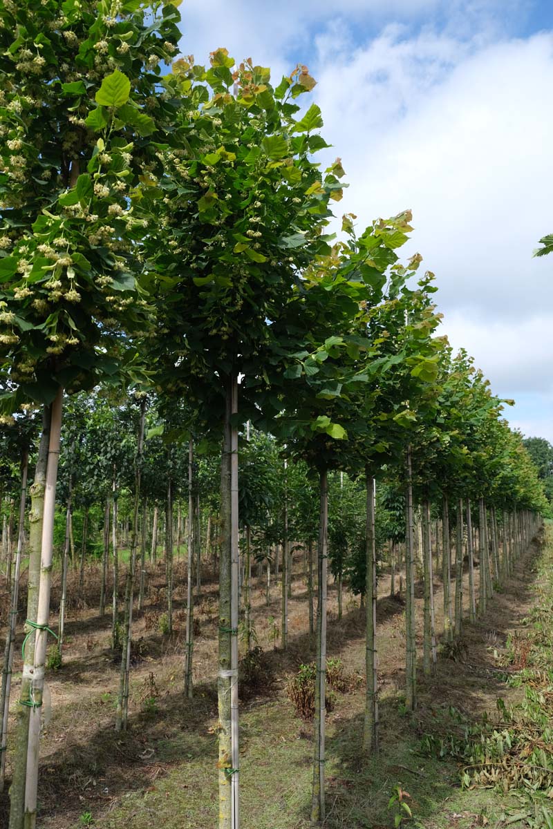 Tilia platyphyllos 'Rubra' op stam op stam