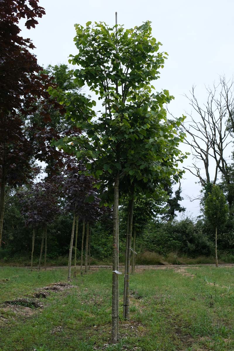 Tilia tomentosa 'Varsaviensis' op stam op stam