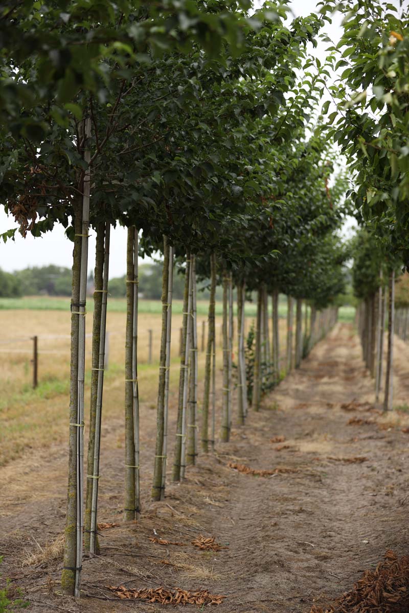 Ulmus minor 'Wanoux' op stam op stam