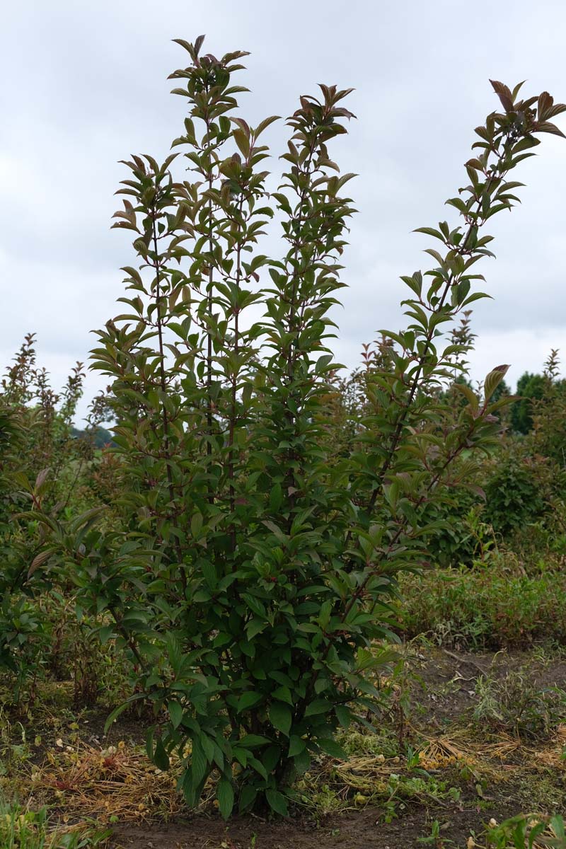 Viburnum bodnantense 'Charles Lamont' meerstammig / struik struik