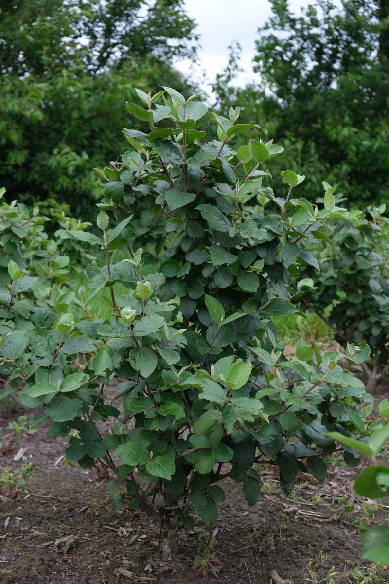 Viburnum carlcephalum meerstammig / struik struik