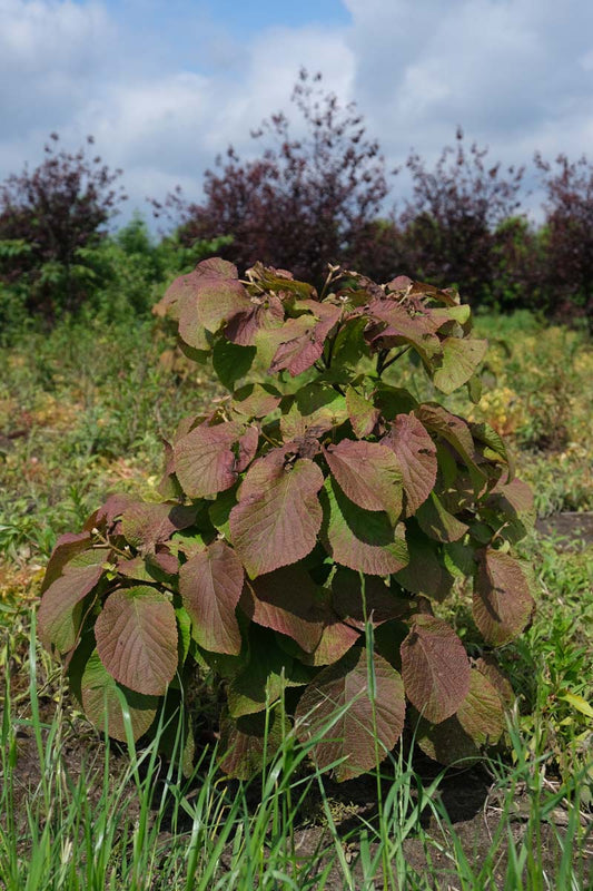 Viburnum furcatum meerstammig / struik struik