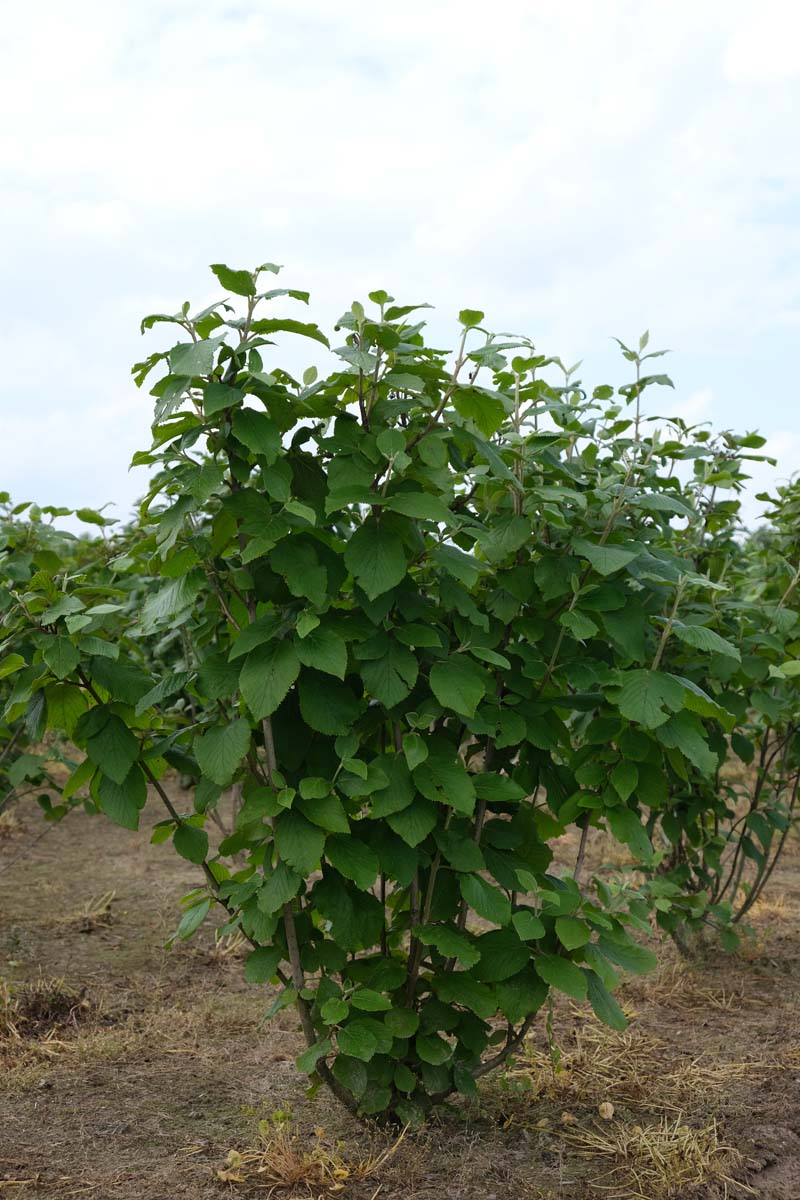 Viburnum lantana meerstammig / struik struik
