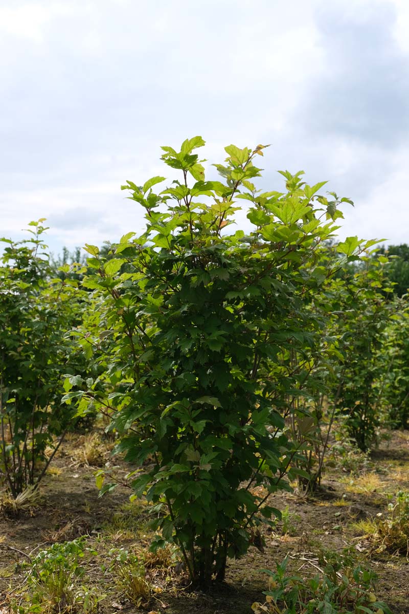 Viburnum opulus meerstammig / struik struik