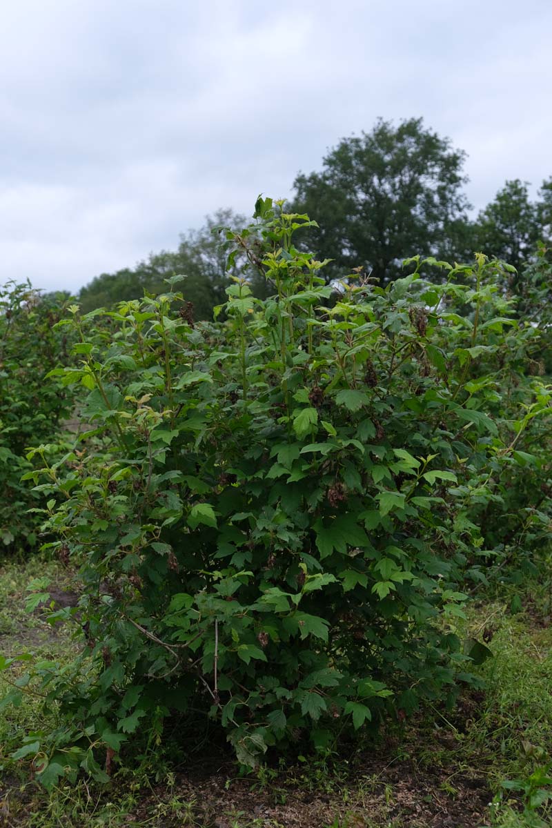 Viburnum opulus 'Roseum' meerstammig / struik struik