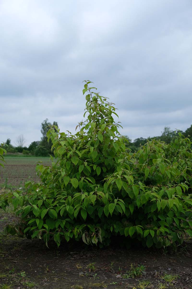 Viburnum plicatum 'Mariesii' meerstammig / struik struik