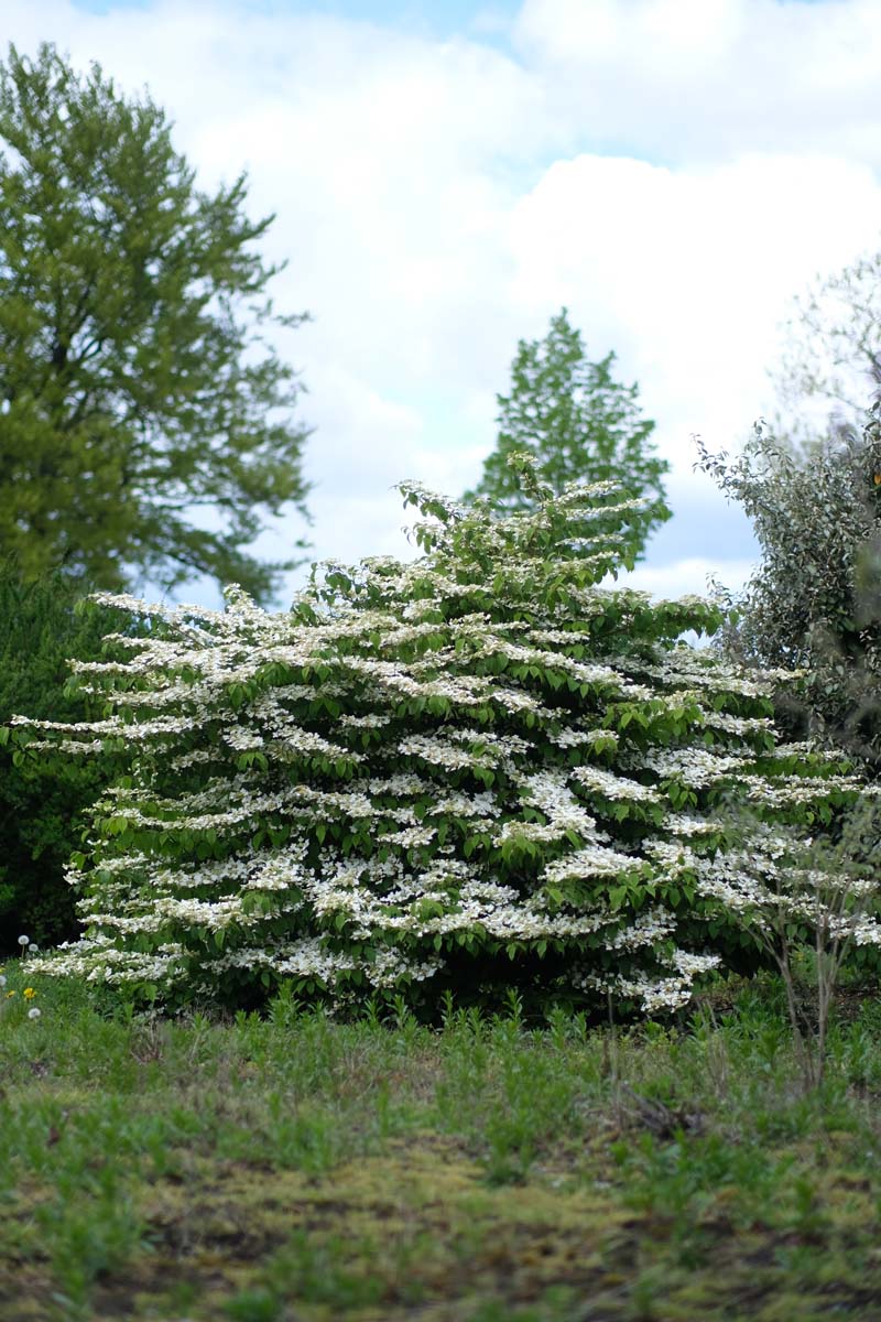 Viburnum plicatum 'Summer Snowflake' meerstammig / struik struik