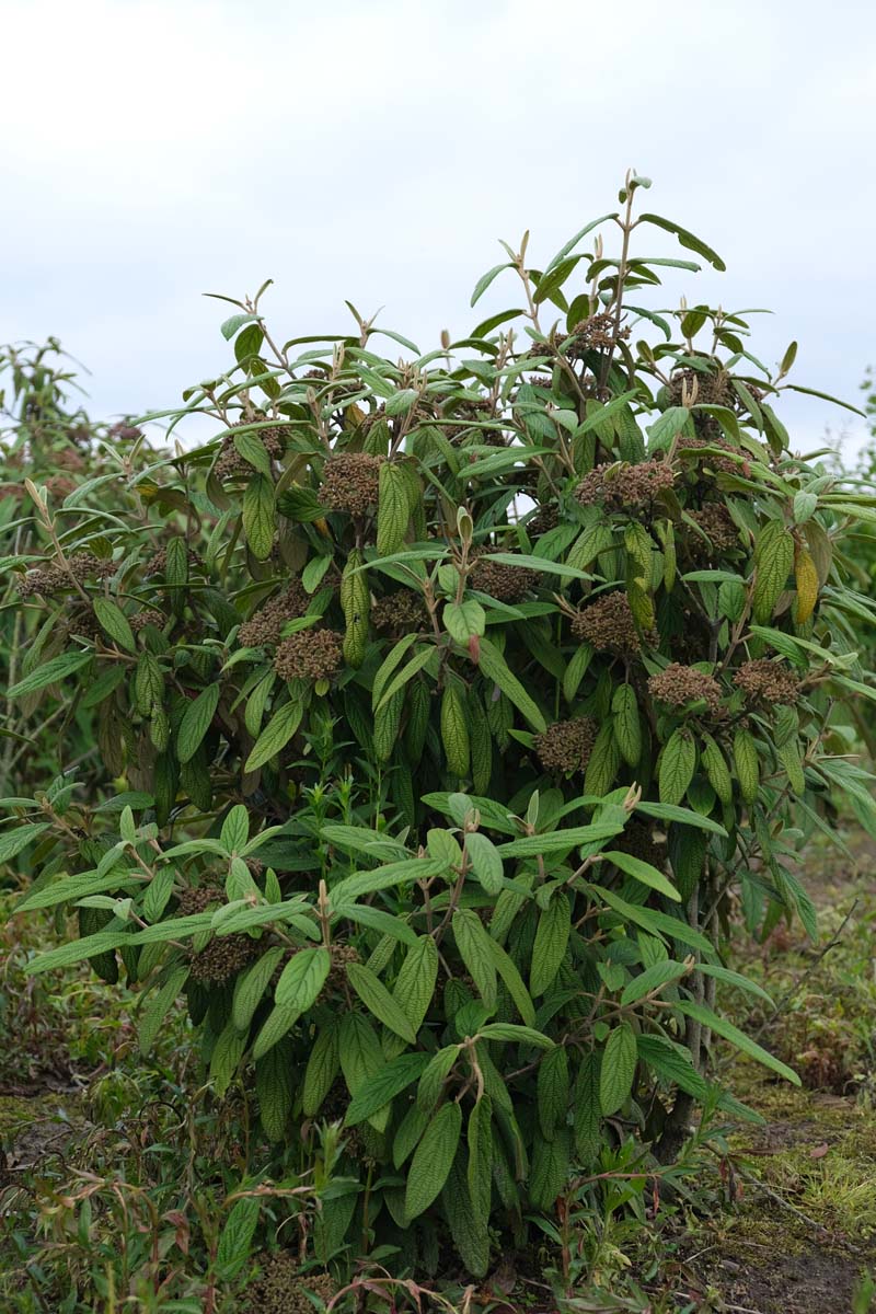 Viburnum rhytidophyllum struik