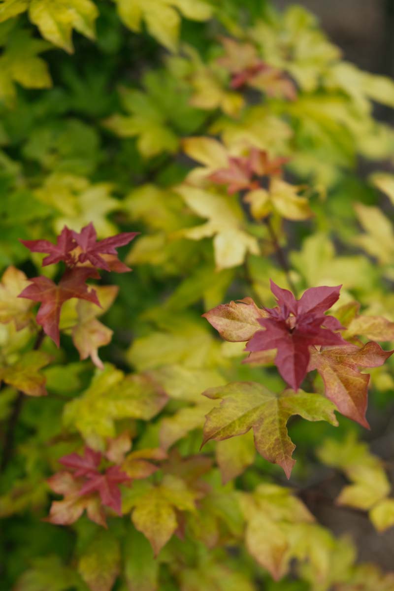 Acer 'Minorient' meerstammig / struik blad