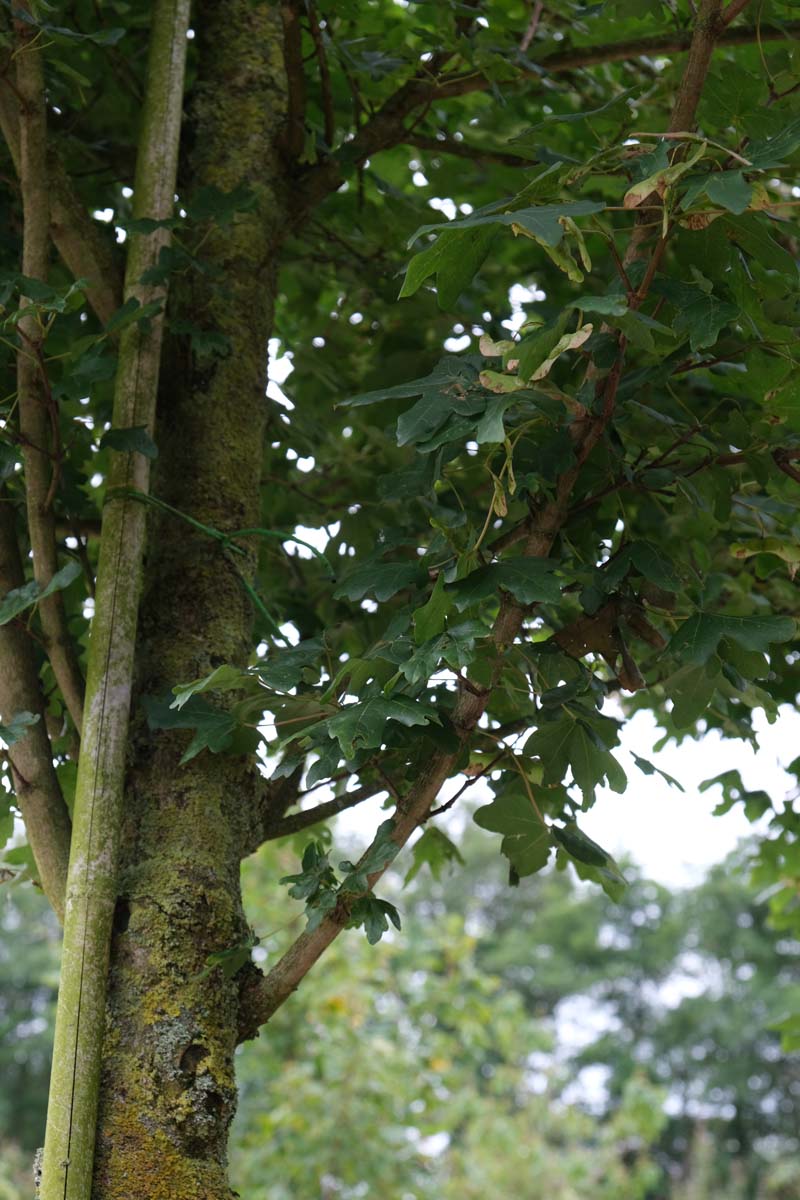 Acer campestre 'Huibers Elegant' Tuinplanten stam