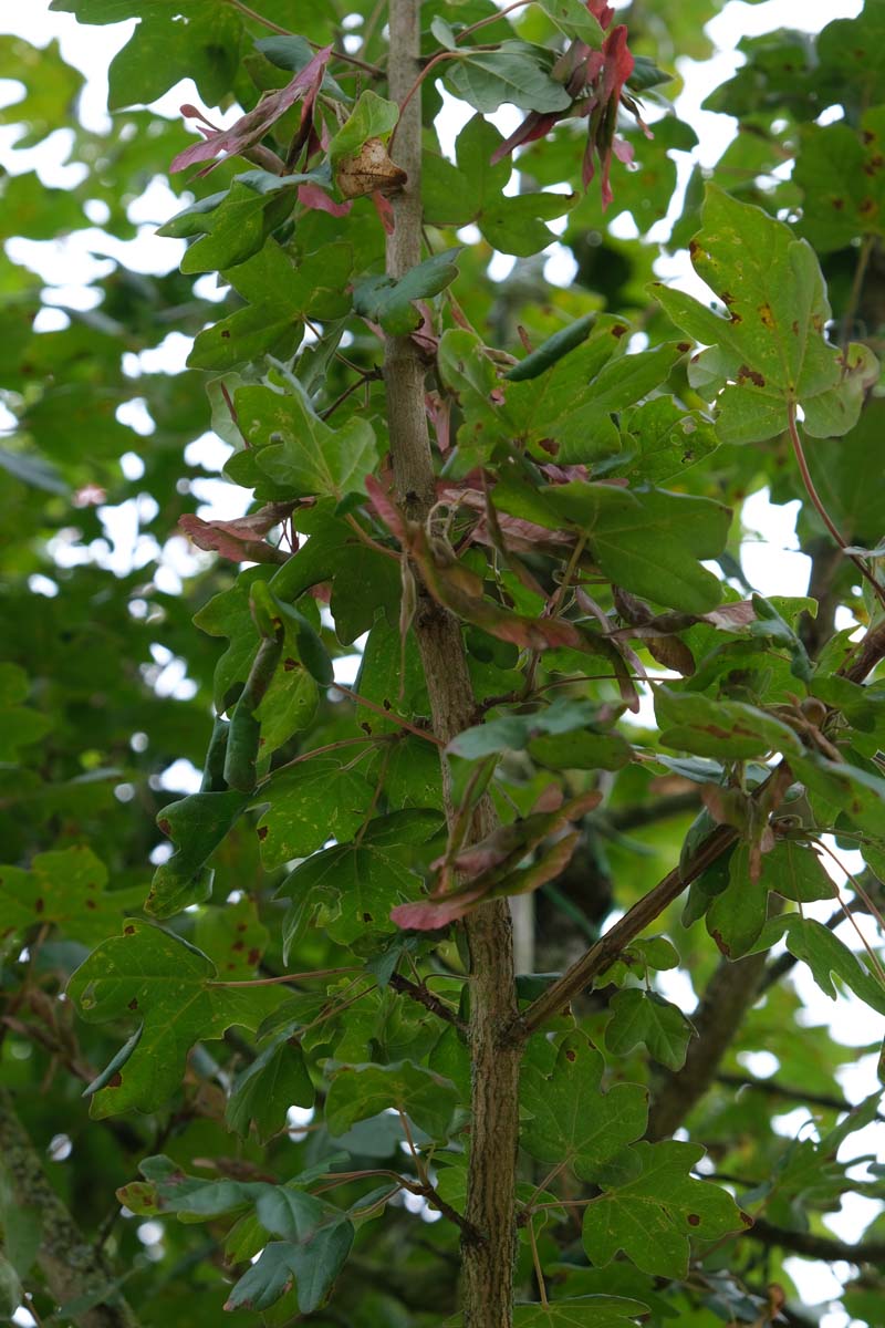 Acer campestre 'Red Shine' op stam zaaddoos